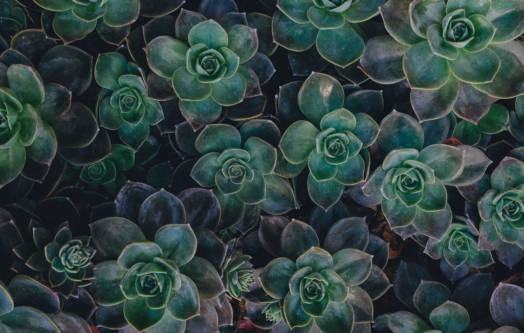 Finding Design Inspiration In&nbsp;Nature