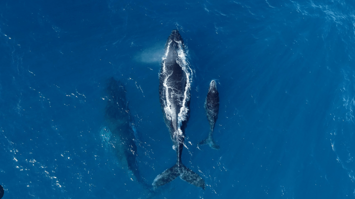 Temporada Jubarte: O espetáculo das gigantes do&nbsp;mar