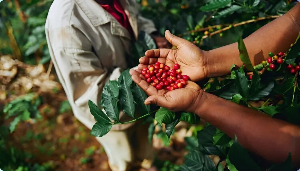 Oficina em Cachoeiro aborda cafeicultura e organização do meio&nbsp;rural
