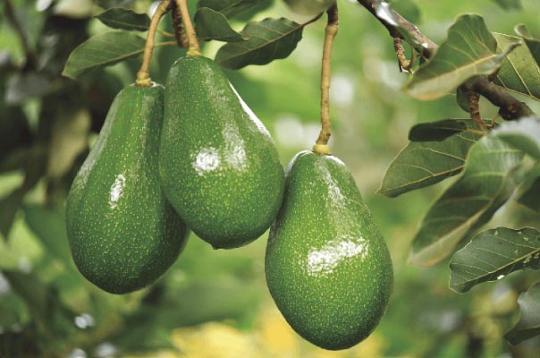 Espírito Santo é o quarto maior produtor de abacate do&nbsp;Brasil