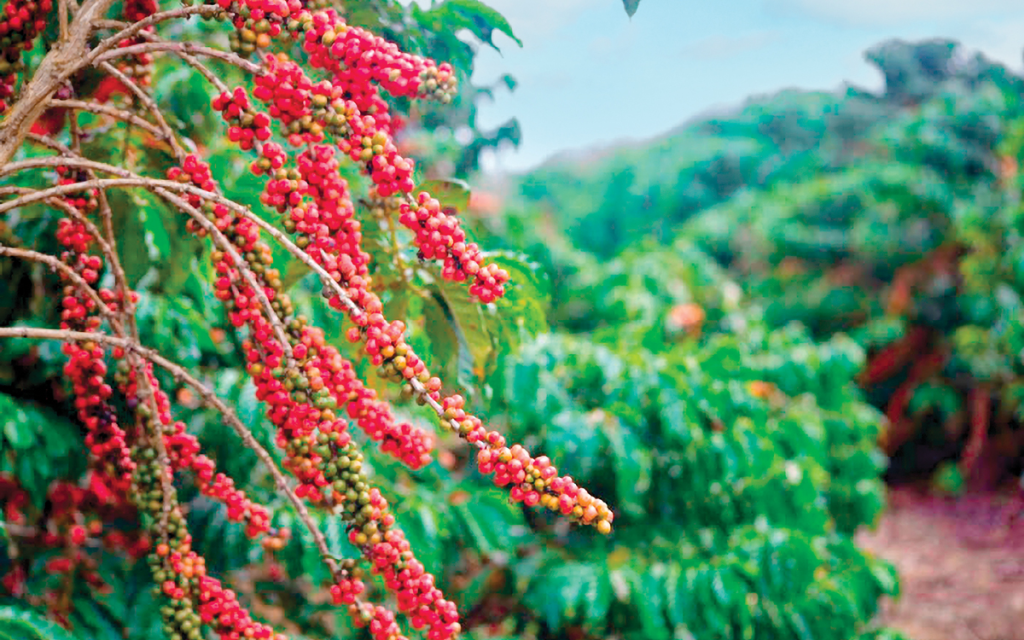 Espírito Santo tem 49 cafés na final do concurso Coffee of the&nbsp;Year