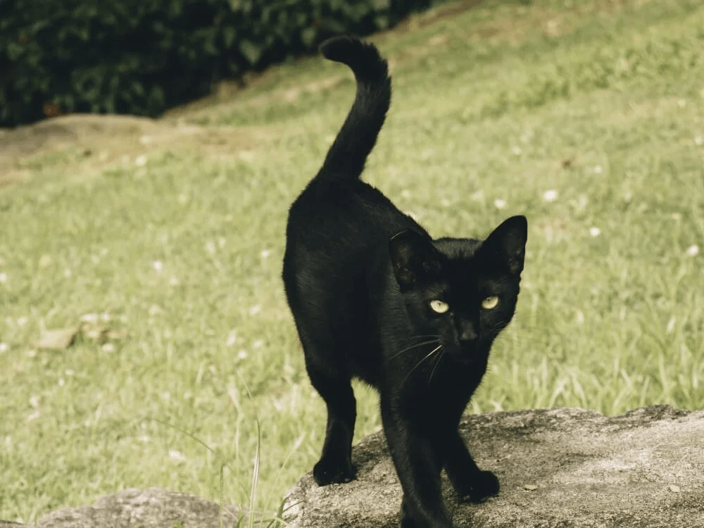 Miados e Travessuras mobiliza causa animal no Parque Pedra da&nbsp;Cebola