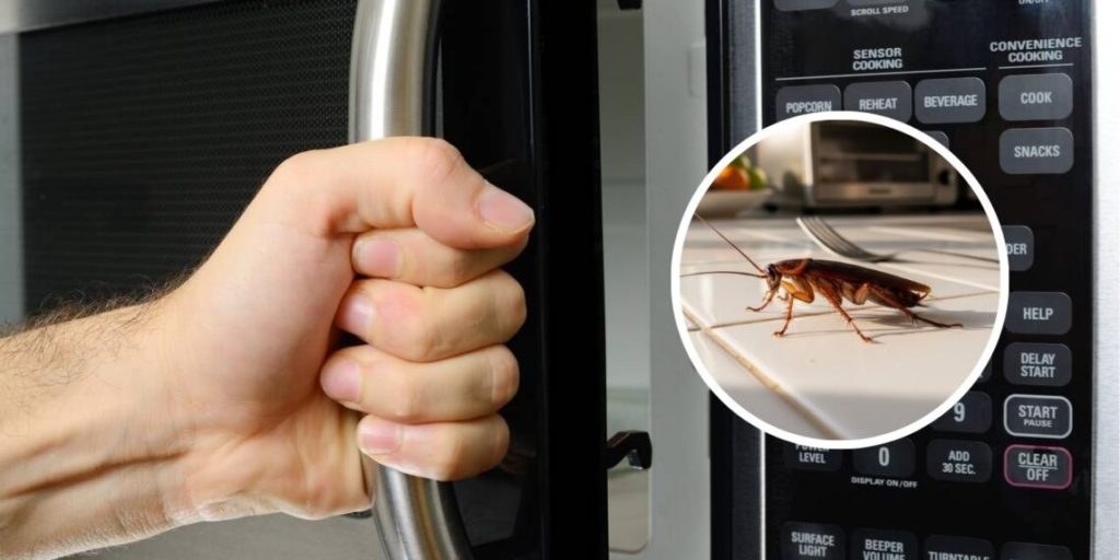 Conheça o eletrodoméstico do dia a dia que atrai baratas