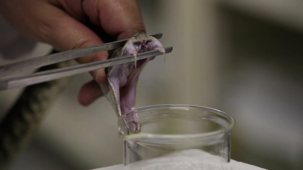 Brasileiros criam nova estratégia para produção de soros&nbsp;antiofídicos