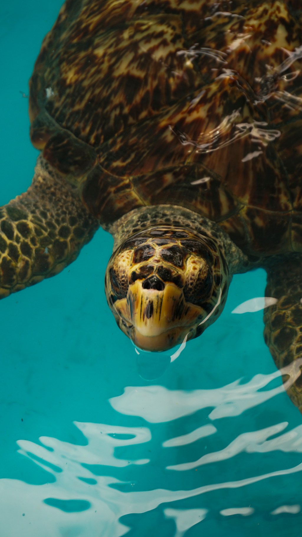 Projeto Tamar oferece diversão e educação ambiental para a criançada em&nbsp;dezembro