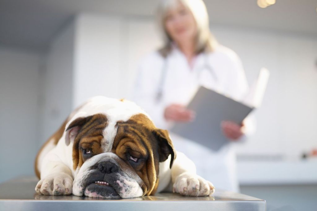 Dirofilariose: mosquito transmite verme e ameaça&nbsp;pets