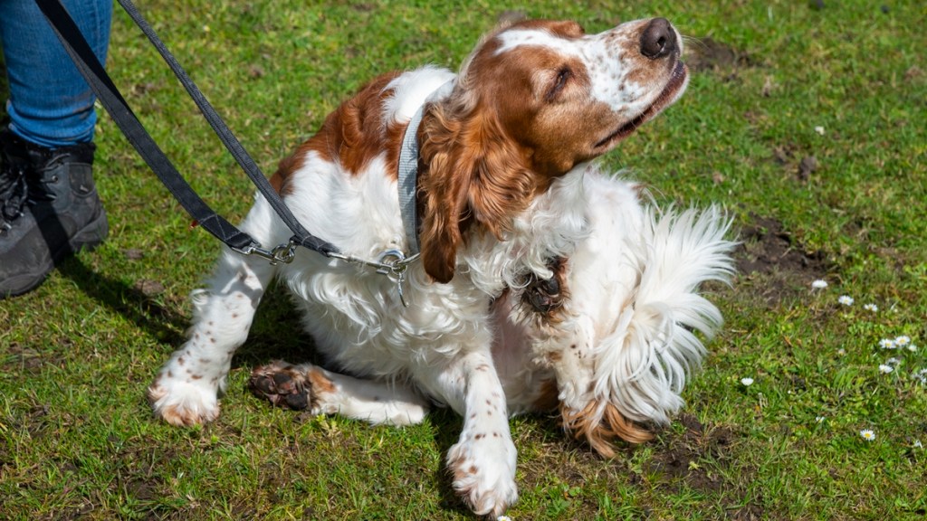 Calor pode agravar casos de dermatite em cães e&nbsp;gatos