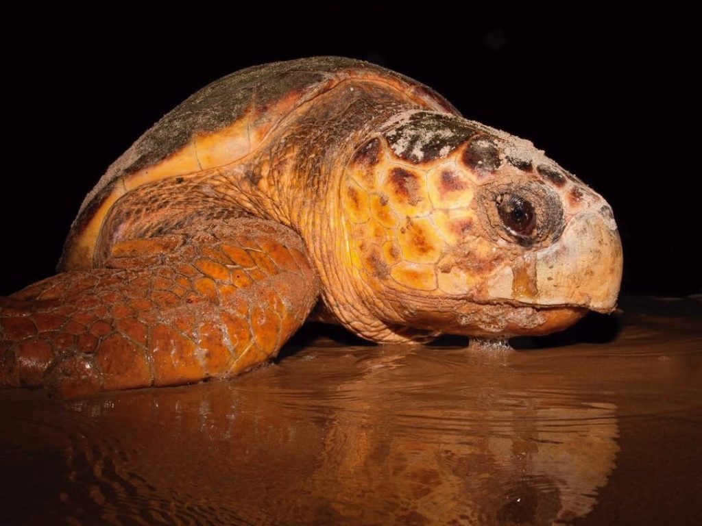 Tartaruga-cabeçuda é reencontrada desovando no ES após 37&nbsp;anos