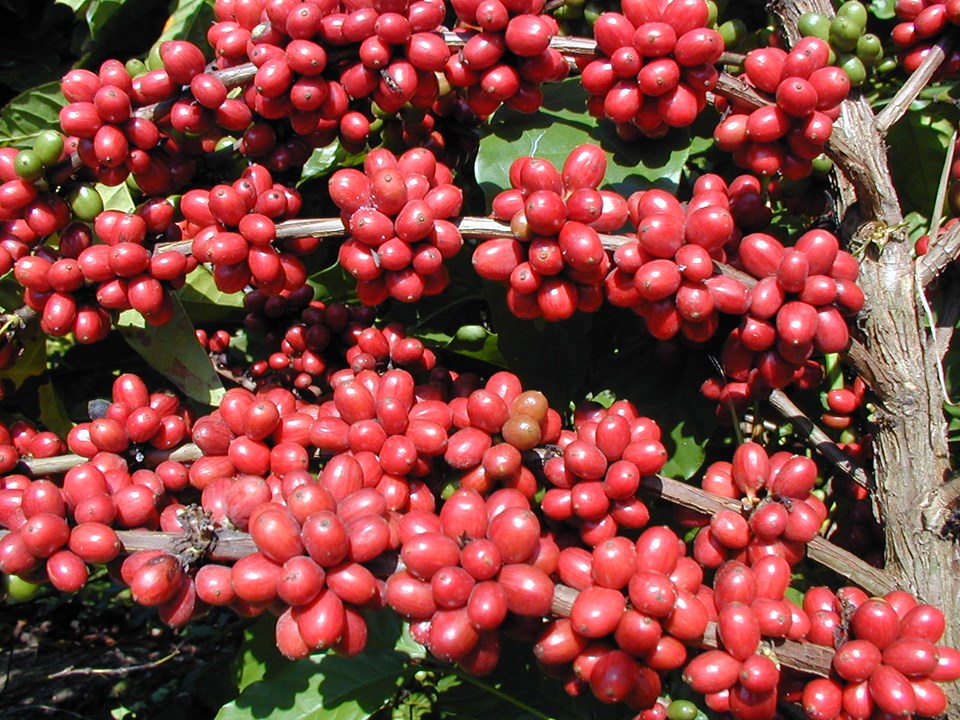 Vitória Coffee Summit coloca ES no centro global do café