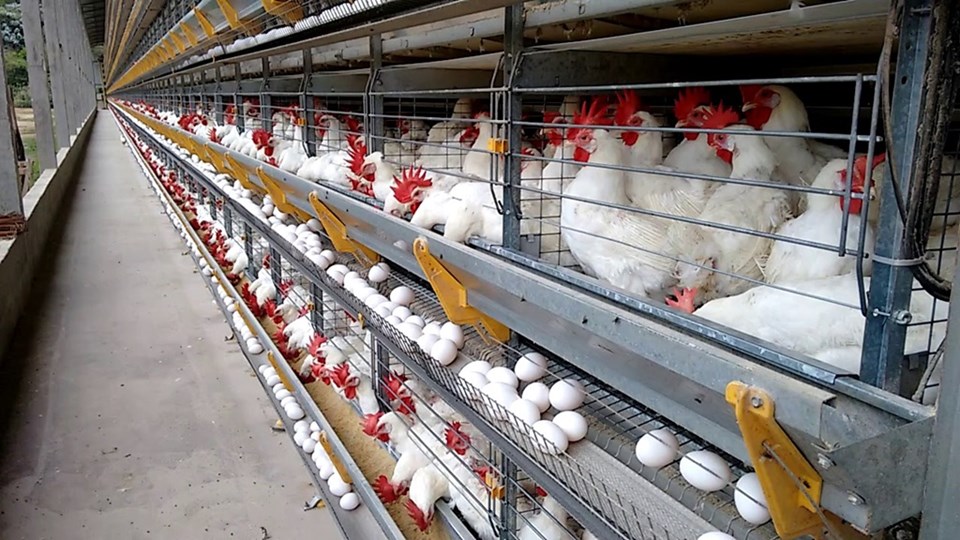 ES impressiona com produção de 145 ovos por&nbsp;segundo